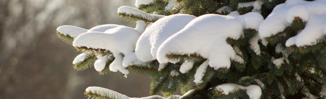 Your Trees Still Need Water in the Winter